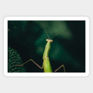 Mantis Sticker